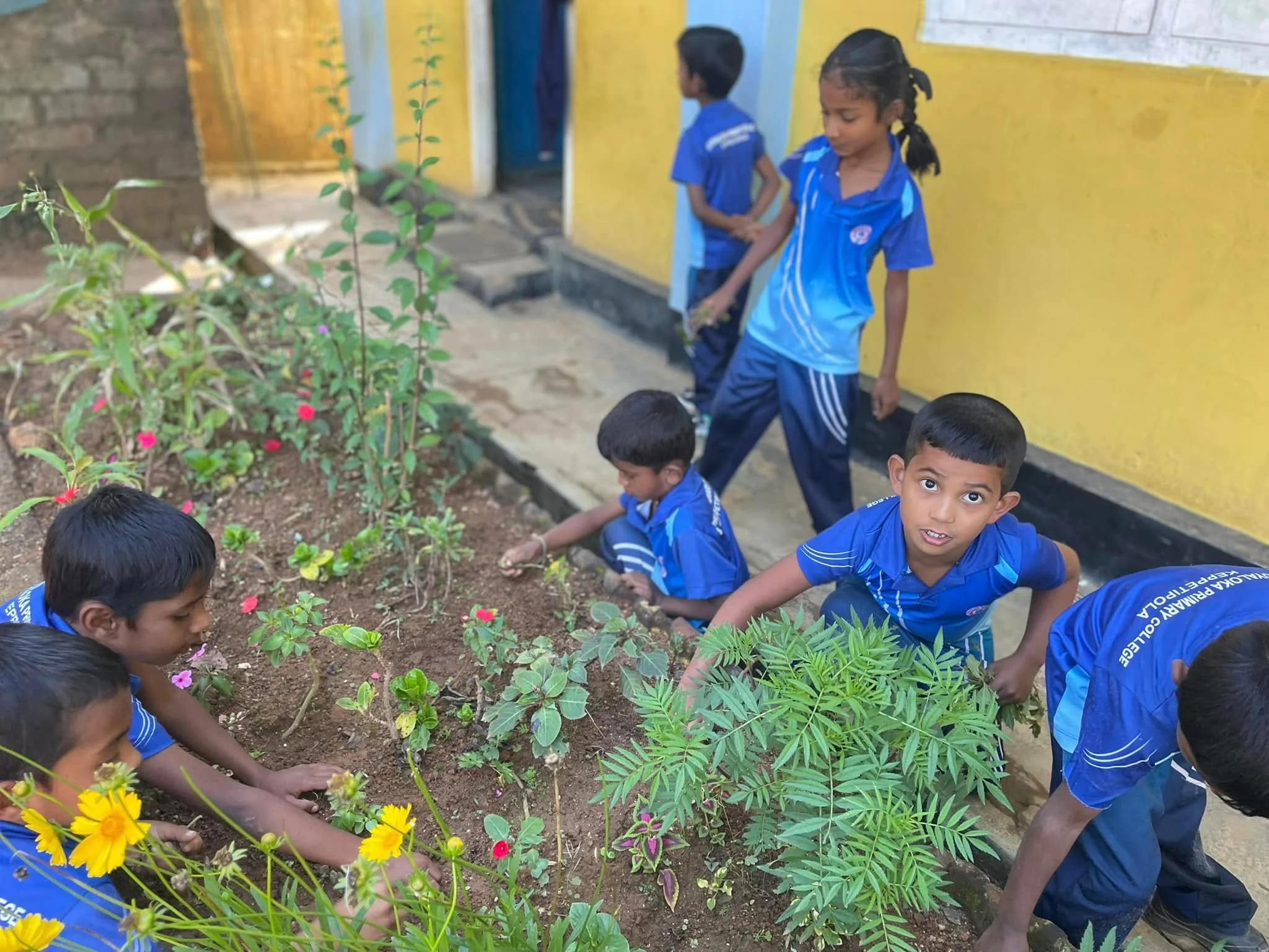 Tree planting environmental projects